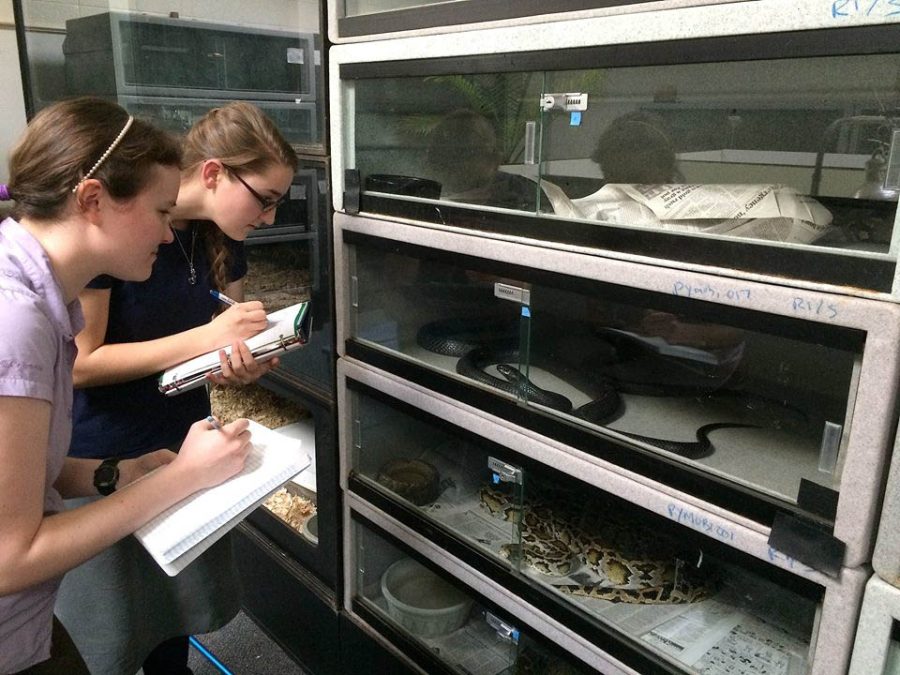 Hannah Gill (left) and Maryellen Smith study snakes in BJU’s new Animal Behavior class. Photo: Submitted