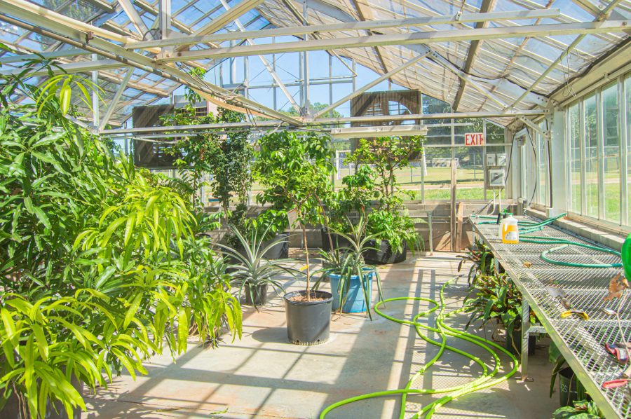 The greenhouse was constructed in 1995. Photo: Lindsay Shaleen
