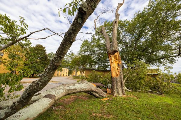 A large tree fell beside Performance Hall. Photo courtesy of BJU.