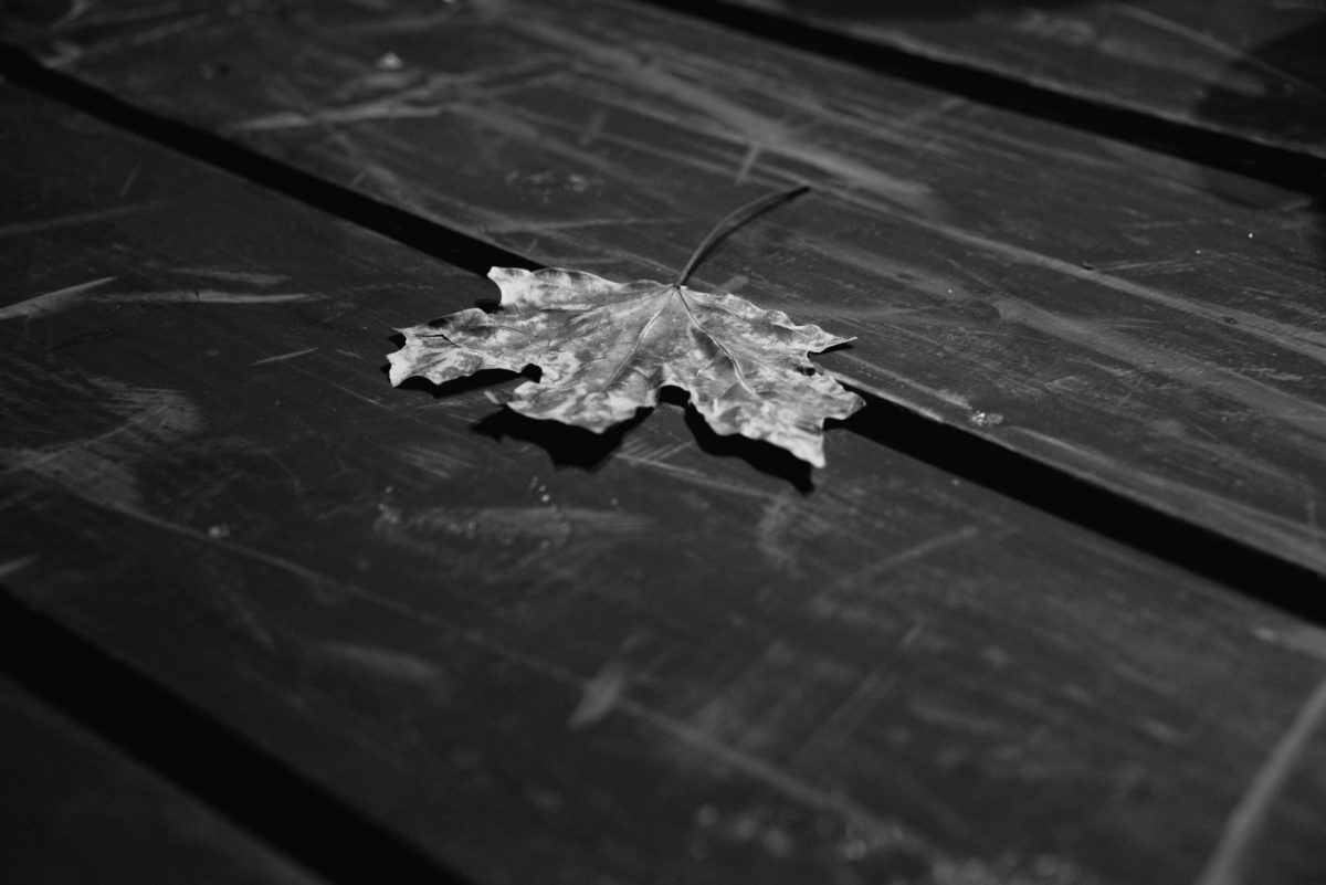 Photos from the Cyrano de Bergerac rehearsal. Leaf that falls during the play. (Contrast dramatically increased for fine art photo.)