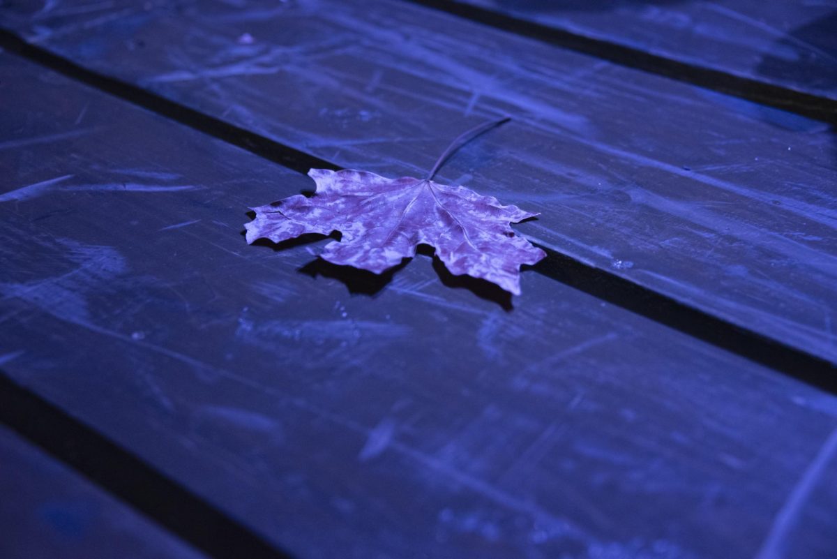 Photos from the Cyrano de Bergerac rehearsal. Leaf that falls during the play.