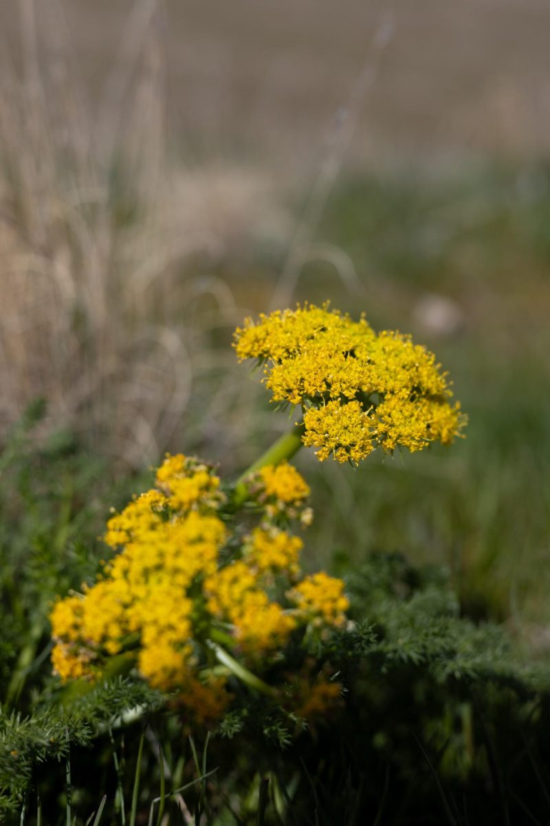 Utah flowers